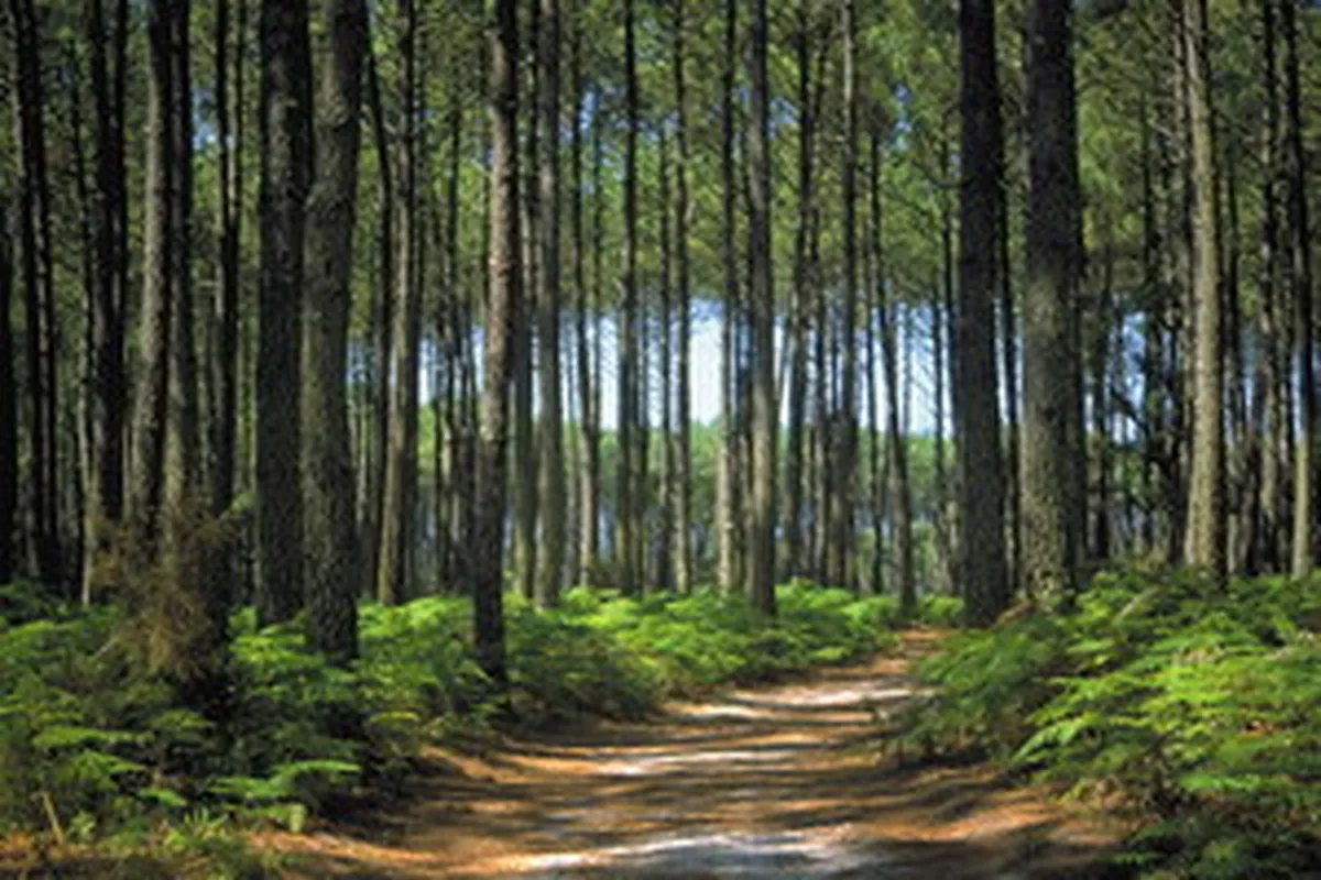 Forêt des Landes : sentier au milieu des pins pour balade à pied ou à vélo