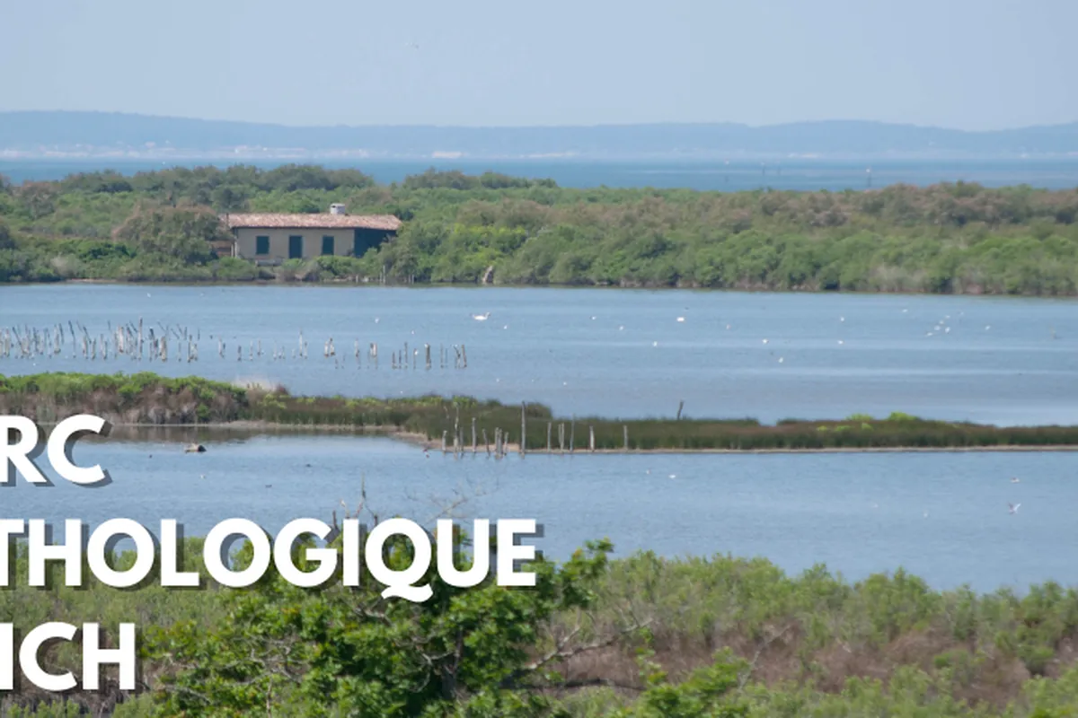 Réserve ornithologique du Teich : paysage de bassin et observation des oiseaux